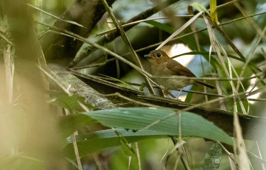 佛氏姬鹟(Ficedula crypta)
