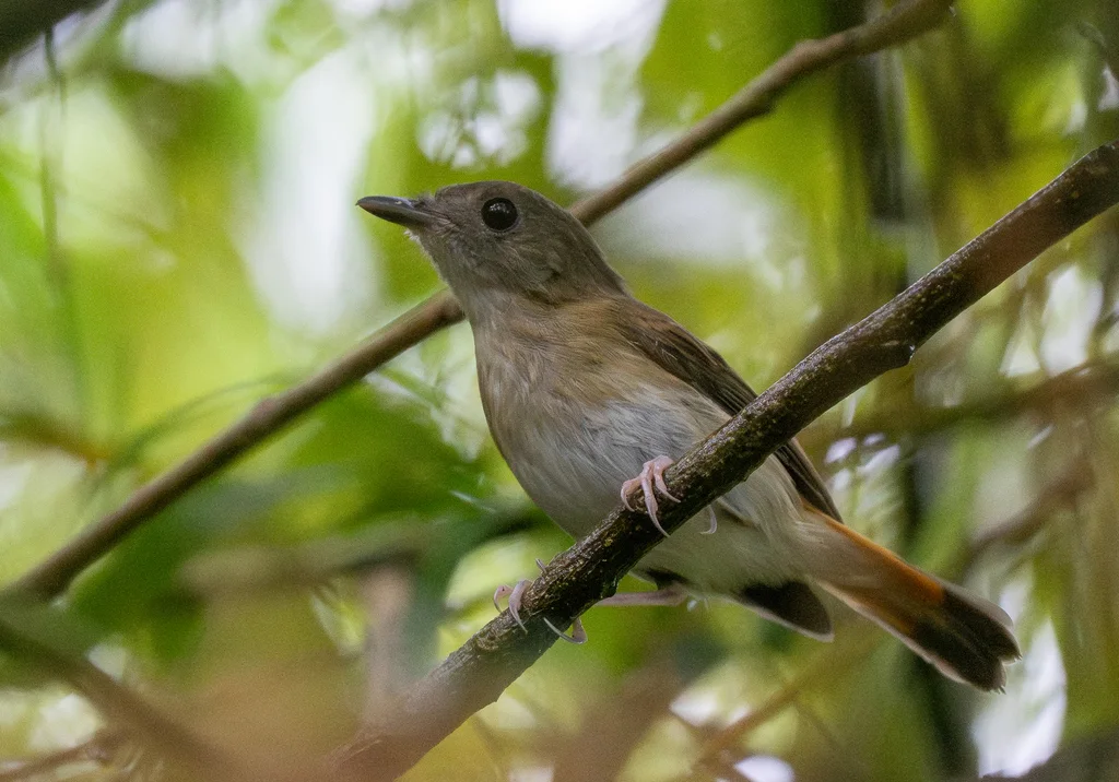 隐姬鹟(Ficedula disposita)