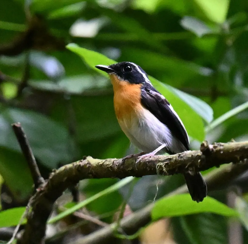 棕胸姬鹟(Ficedula dumetoria)
