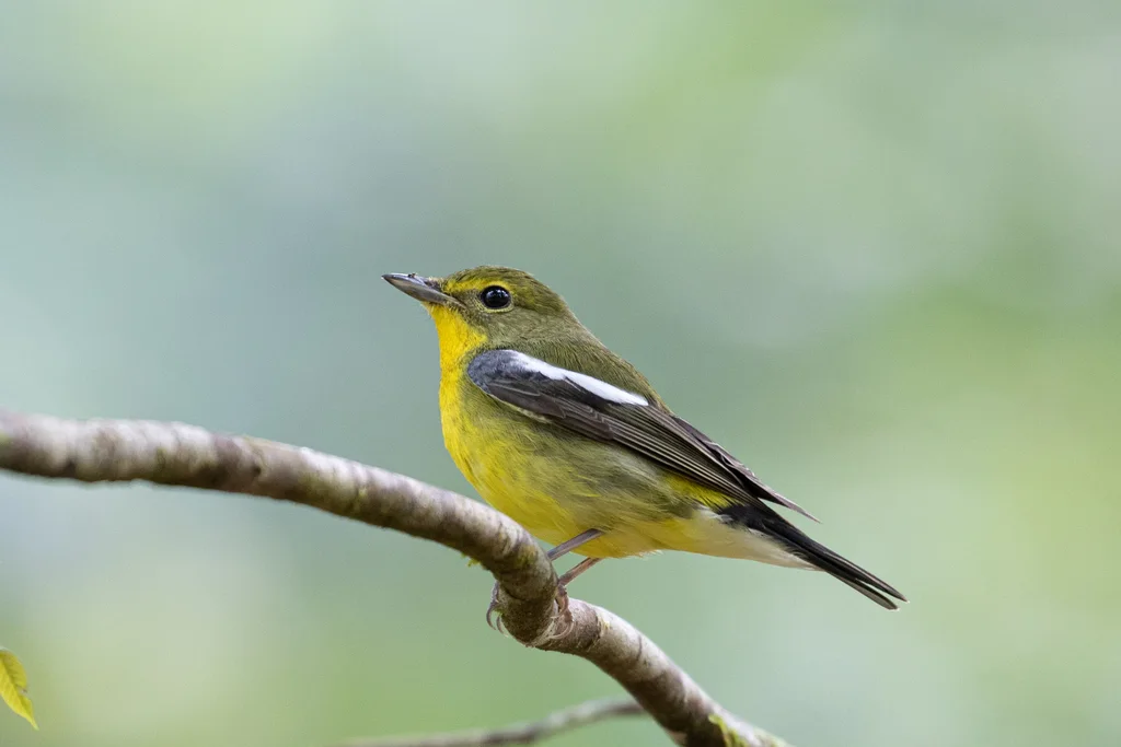 绿背姬鹟(Ficedula elisae)