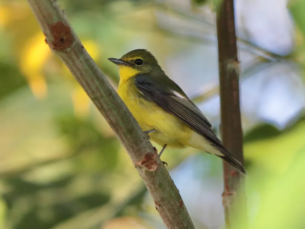 绿背姬鹟(Ficedula elisae)