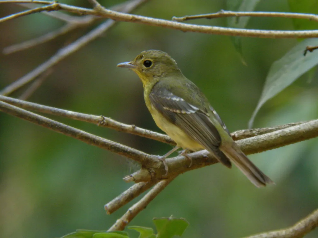 绿背姬鹟(Ficedula elisae)