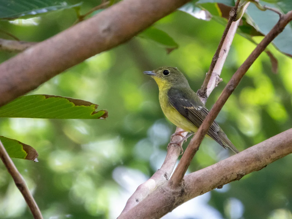 绿背姬鹟(Ficedula elisae)