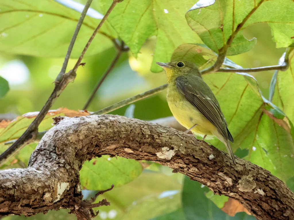 绿背姬鹟(Ficedula elisae)