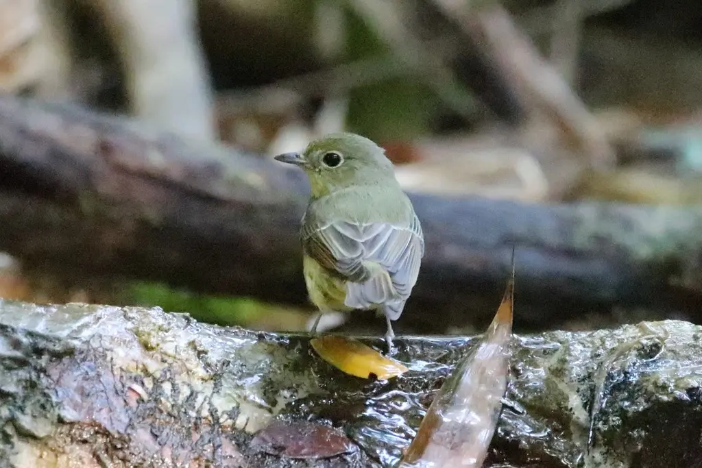 绿背姬鹟(Ficedula elisae)