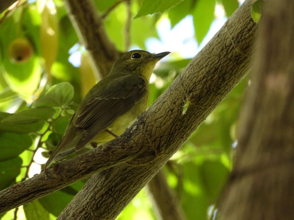 绿背姬鹟(Ficedula elisae)