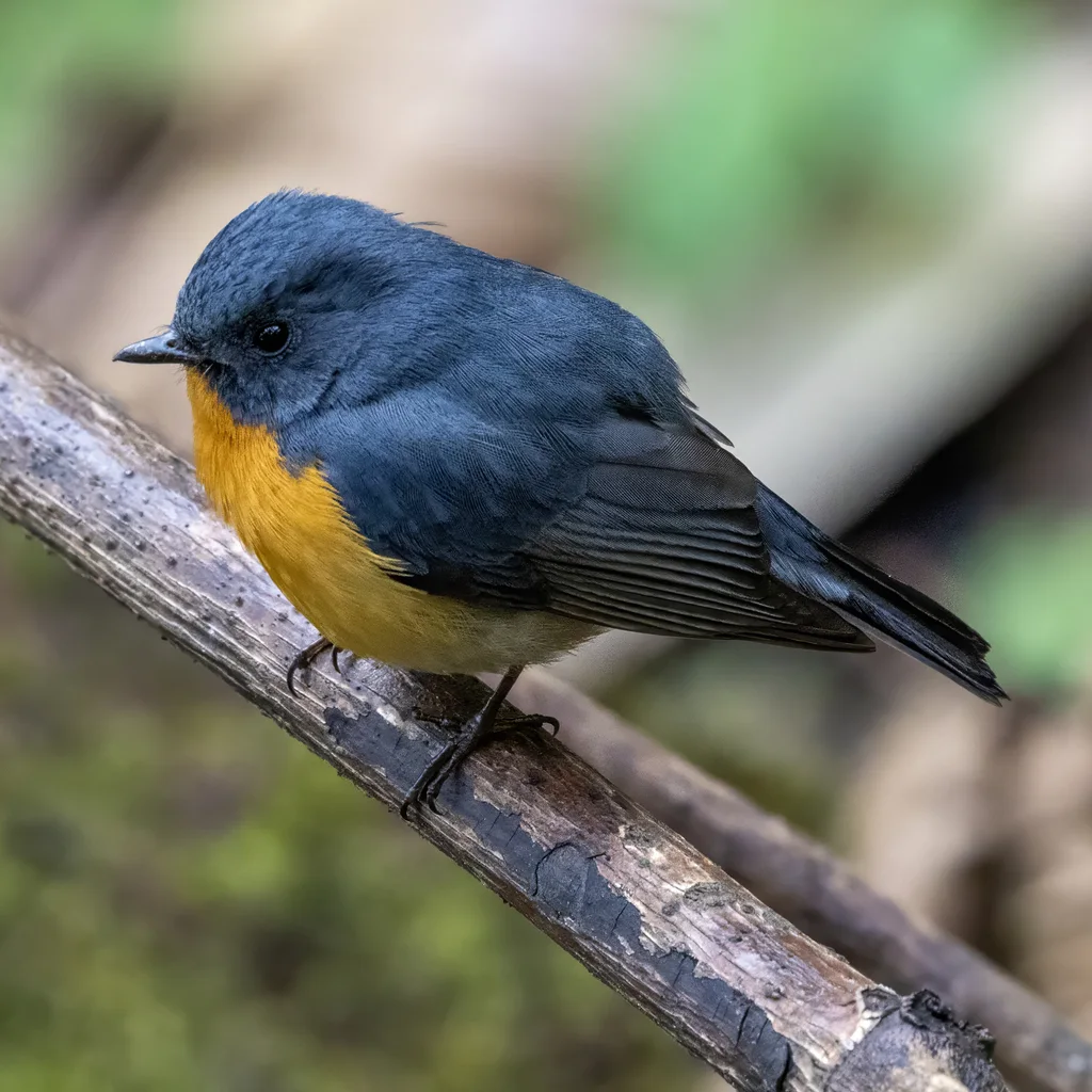 锈胸蓝姬鹟（Ficedula erithacus）
