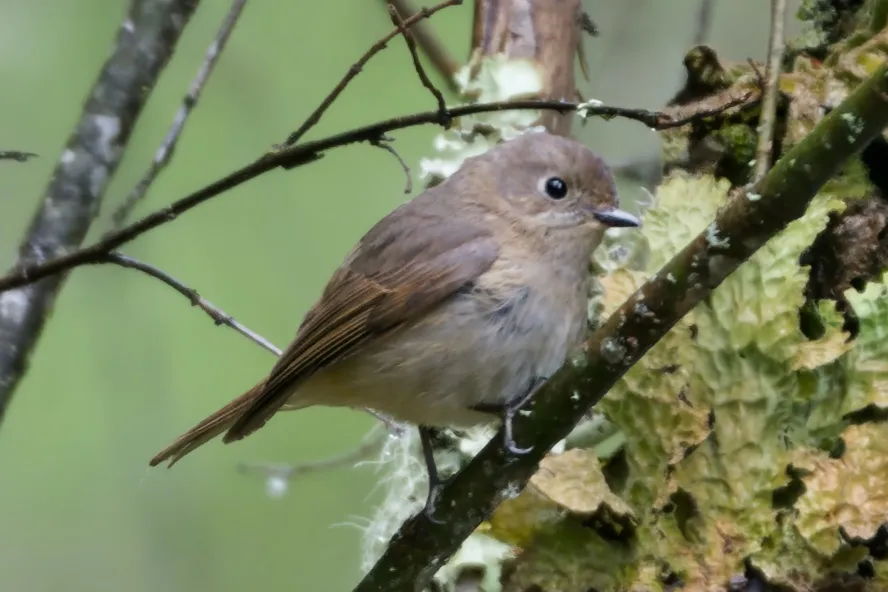 锈胸蓝姬鹟（Ficedula erithacus）