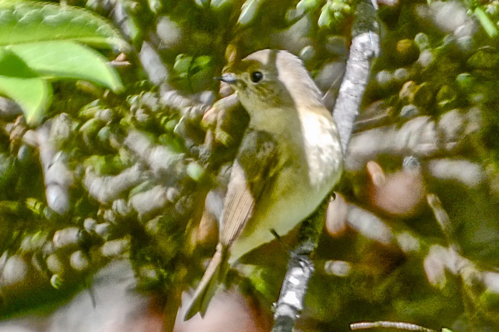 锈胸蓝姬鹟（Ficedula erithacus）