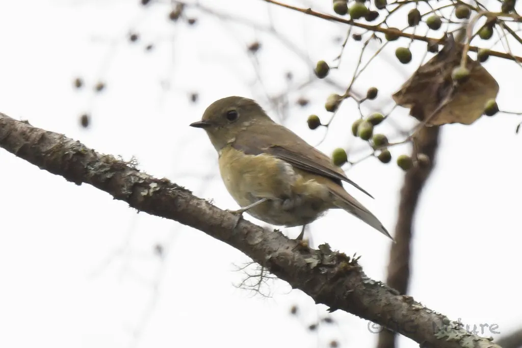 锈胸蓝姬鹟（Ficedula erithacus）