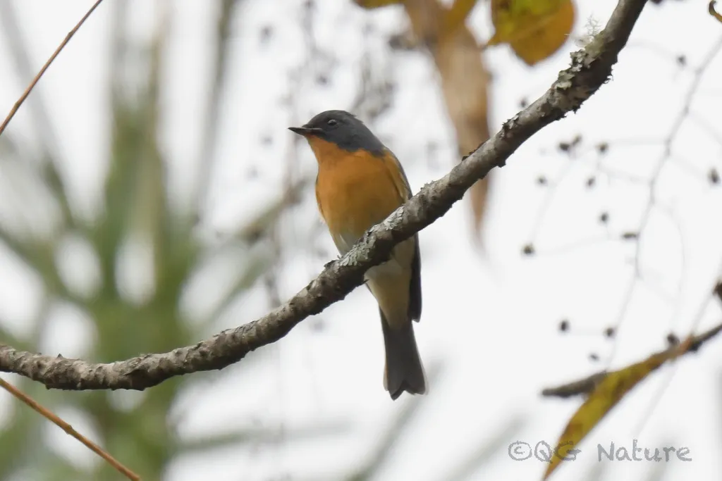 锈胸蓝姬鹟（Ficedula erithacus）