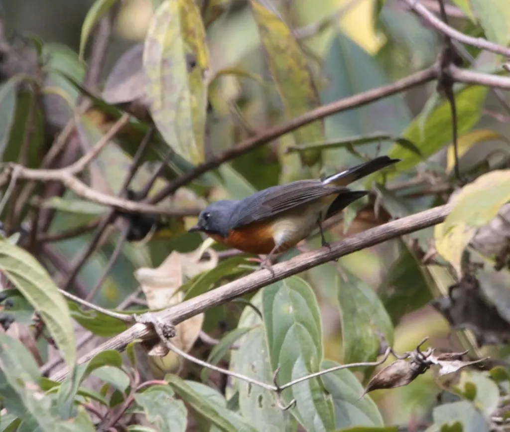 锈胸蓝姬鹟（Ficedula erithacus）