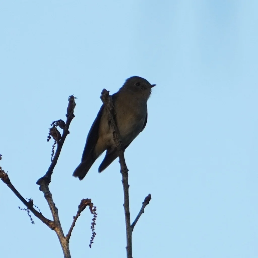 锈胸蓝姬鹟（Ficedula erithacus）