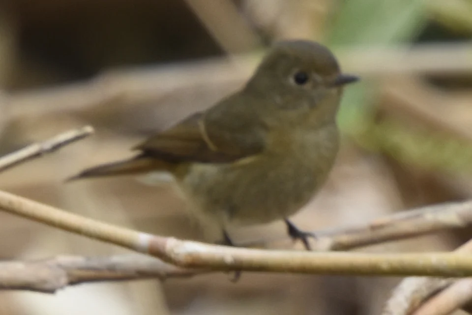 锈胸蓝姬鹟（Ficedula erithacus）