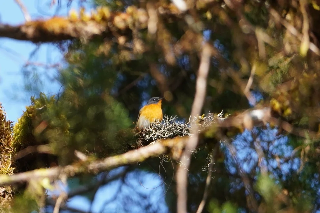 锈胸蓝姬鹟（Ficedula erithacus）