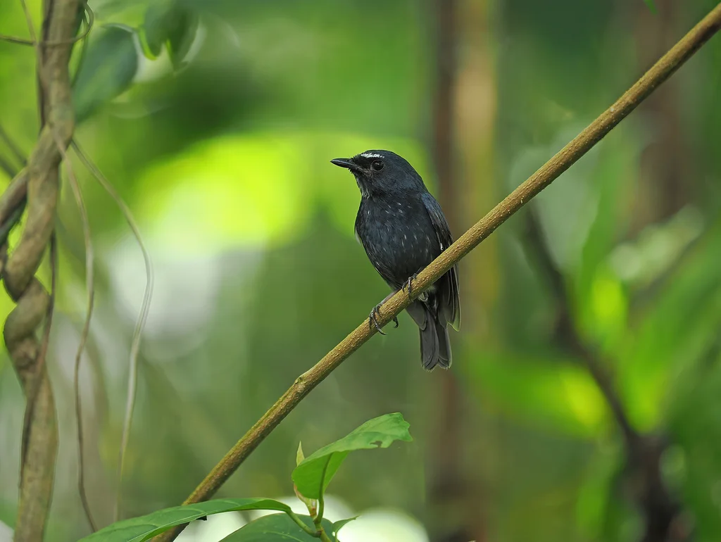 达岛姬鹟(Ficedula henrici)