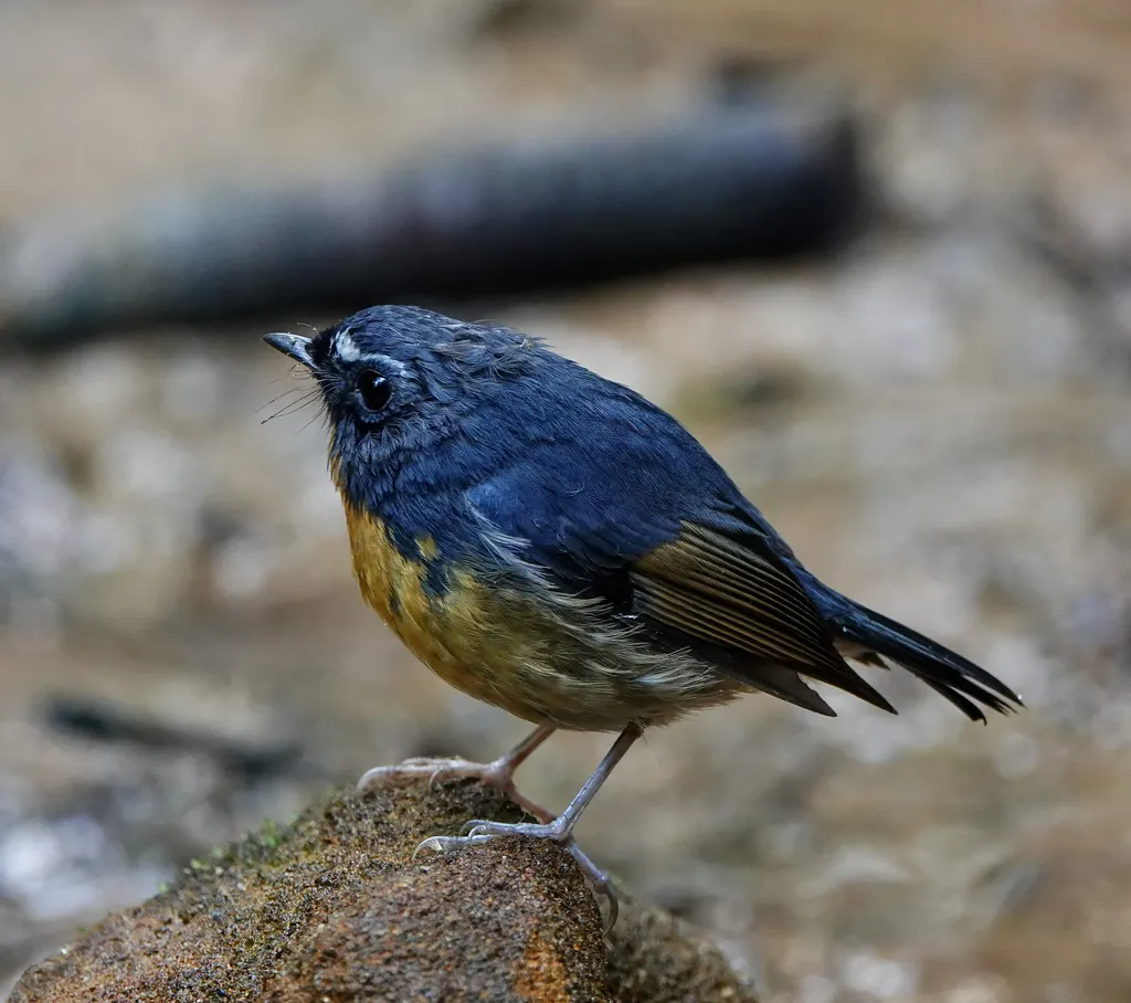 棕胸蓝姬鹟（Ficedula hyperythra）