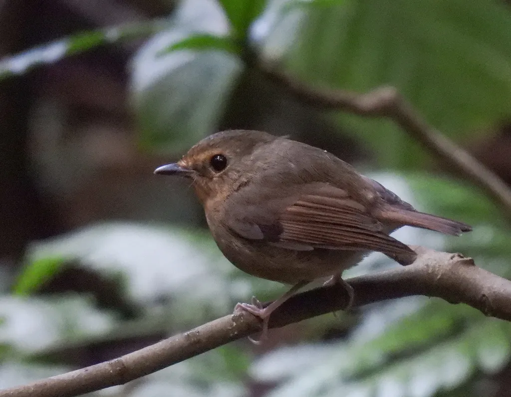 棕胸蓝姬鹟（Ficedula hyperythra）