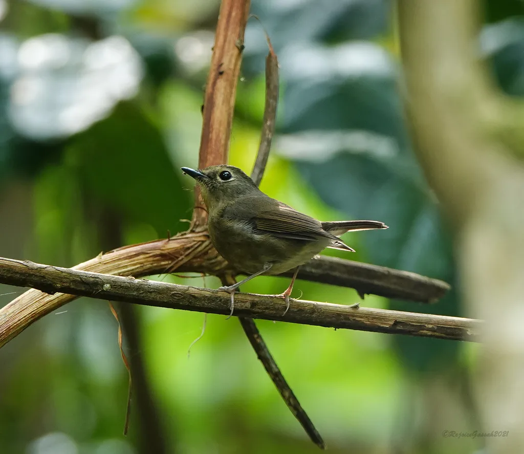 棕胸蓝姬鹟（Ficedula hyperythra）