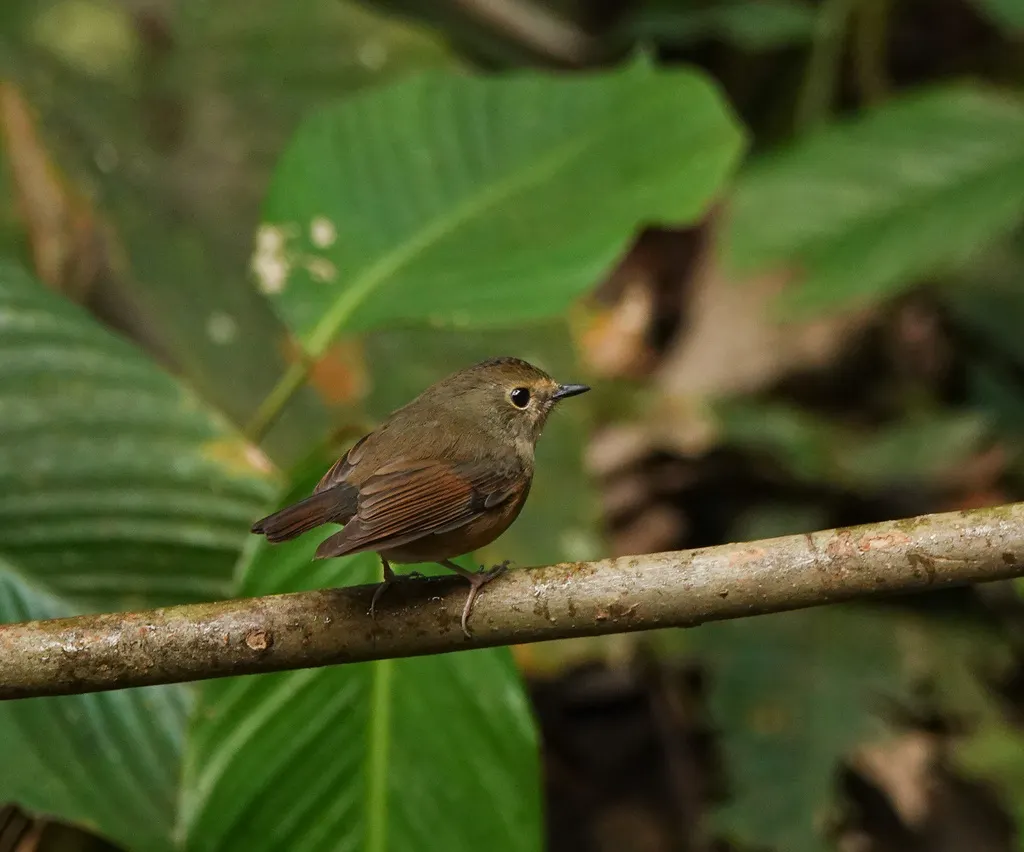 棕胸蓝姬鹟（Ficedula hyperythra）