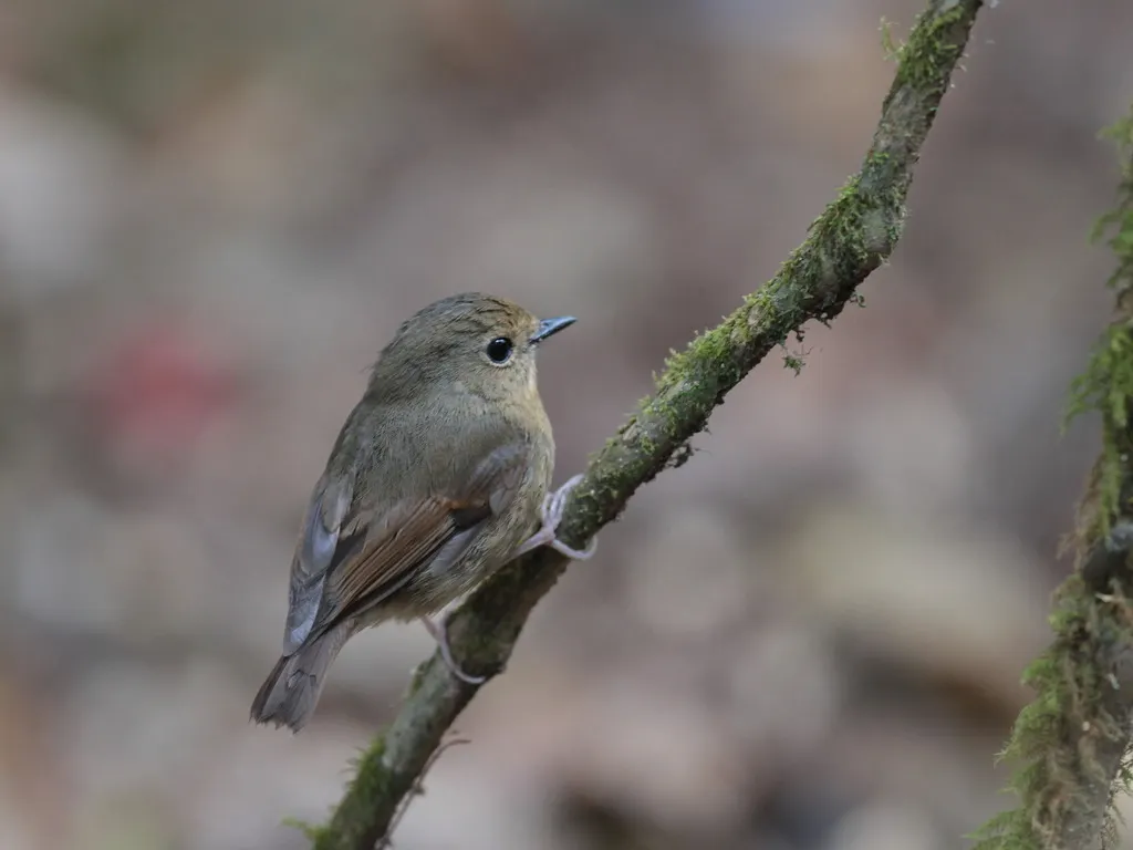 棕胸蓝姬鹟（Ficedula hyperythra）