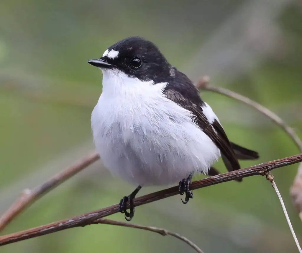 斑姬鹟(Ficedula hypoleuca)