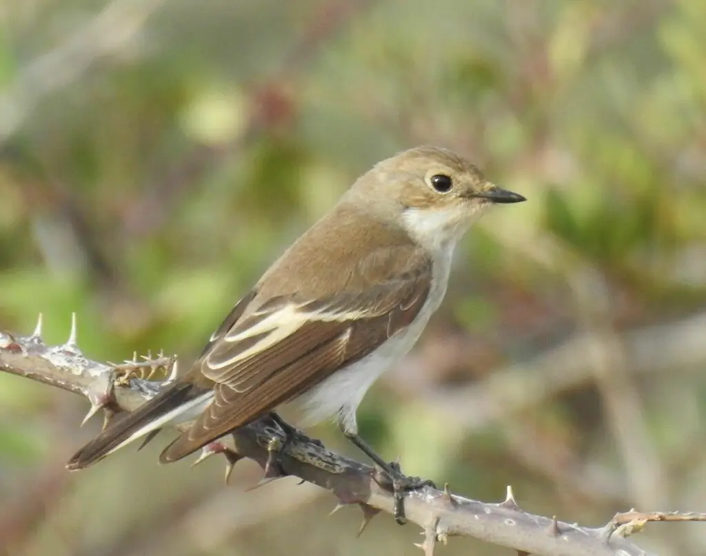 斑姬鹟(Ficedula hypoleuca)