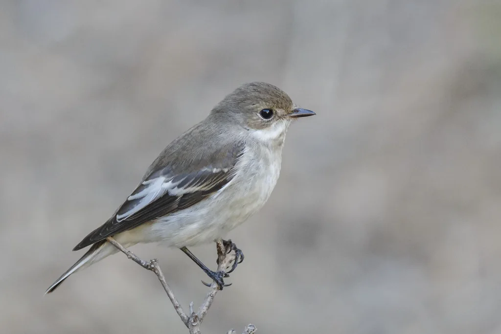 斑姬鹟(Ficedula hypoleuca)