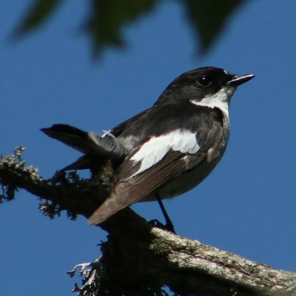 斑姬鹟(Ficedula hypoleuca)