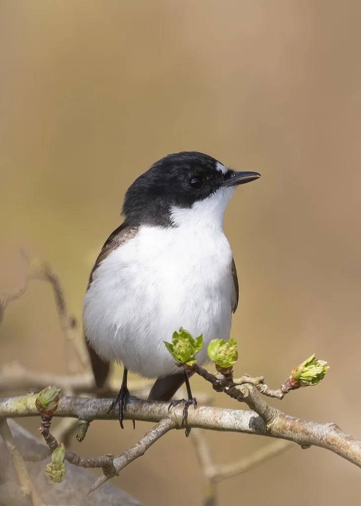 斑姬鹟(Ficedula hypoleuca)
