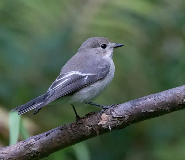 斑姬鹟(Ficedula hypoleuca)