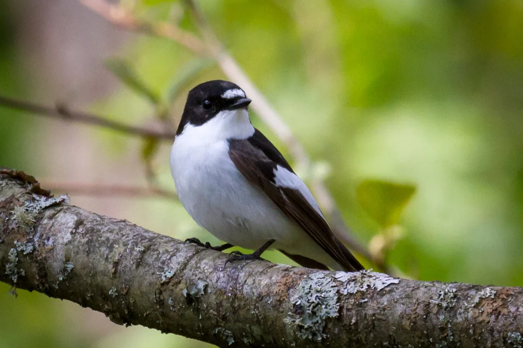 斑姬鹟(Ficedula hypoleuca)