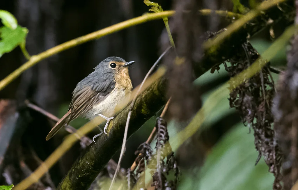 菲律宾姬鹟(Ficedula luzoniensis)