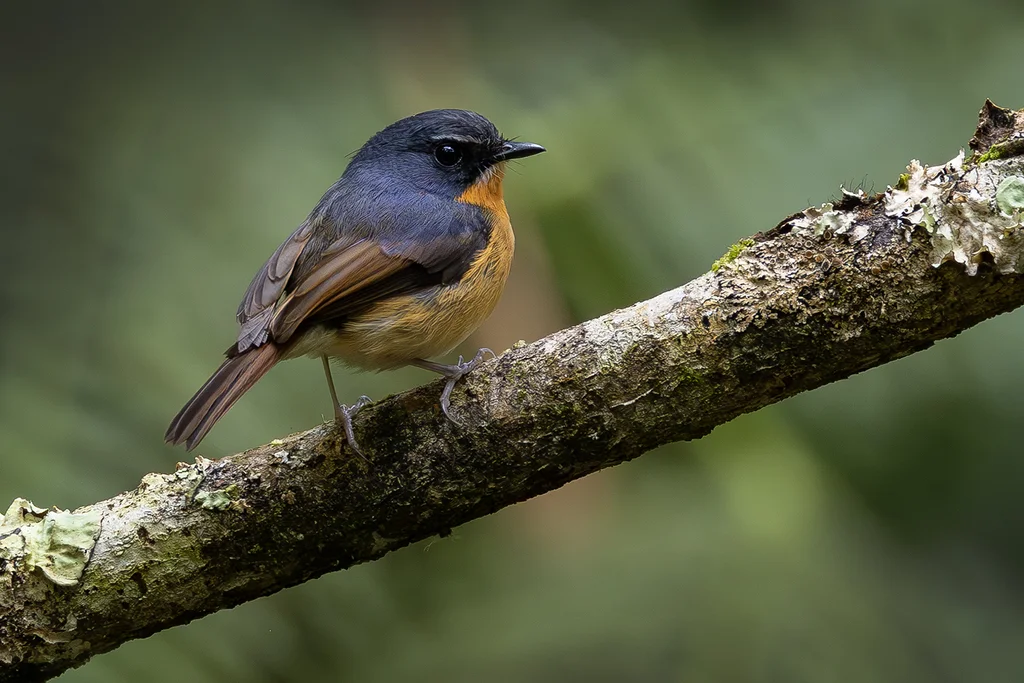 菲律宾姬鹟(Ficedula luzoniensis)