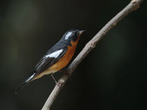 鸲姬鹟