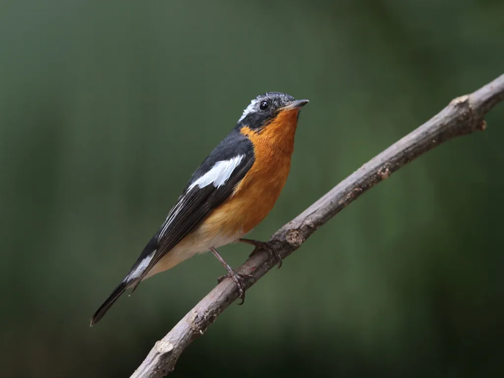 鸲姬鹟(Ficedula mugimaki)
