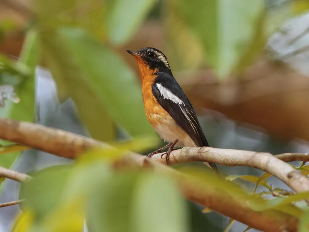 鸲姬鹟(Ficedula mugimaki)