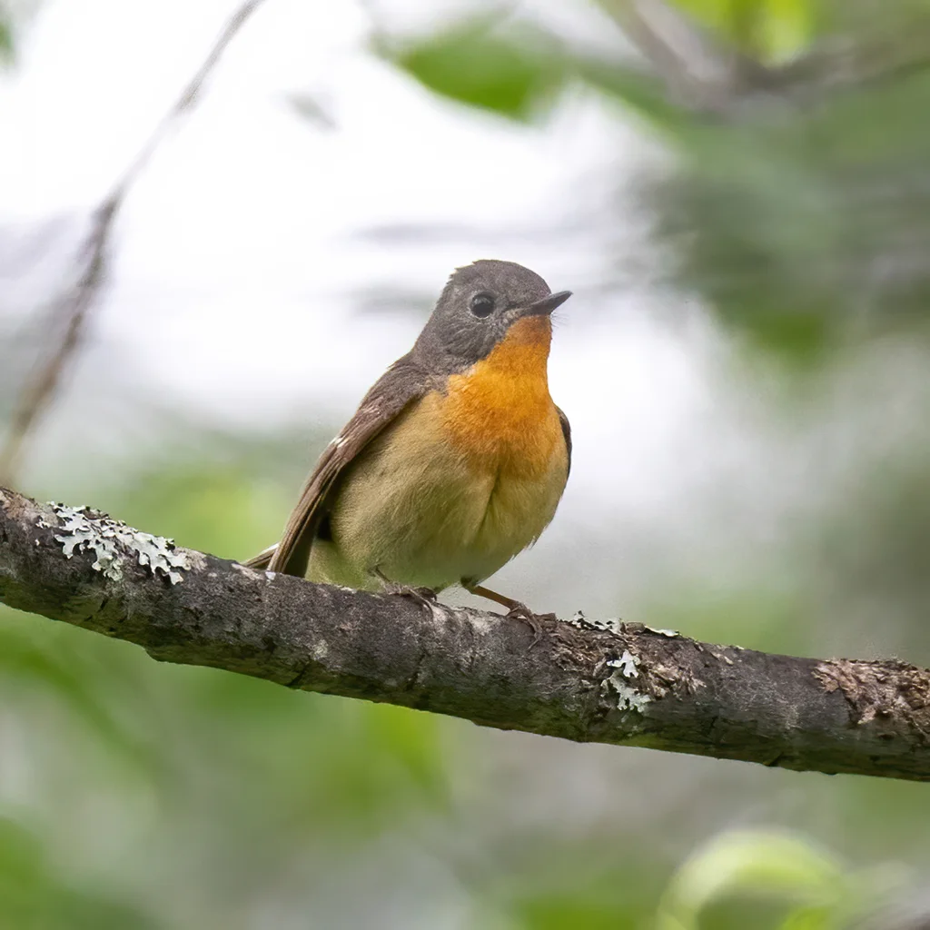 鸲姬鹟(Ficedula mugimaki)