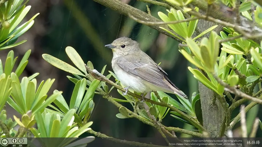 黄眉姬鹟(Ficedula narcissina)