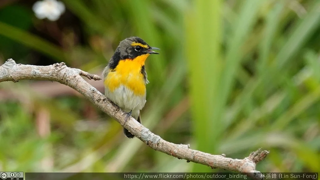 黄眉姬鹟(Ficedula narcissina)