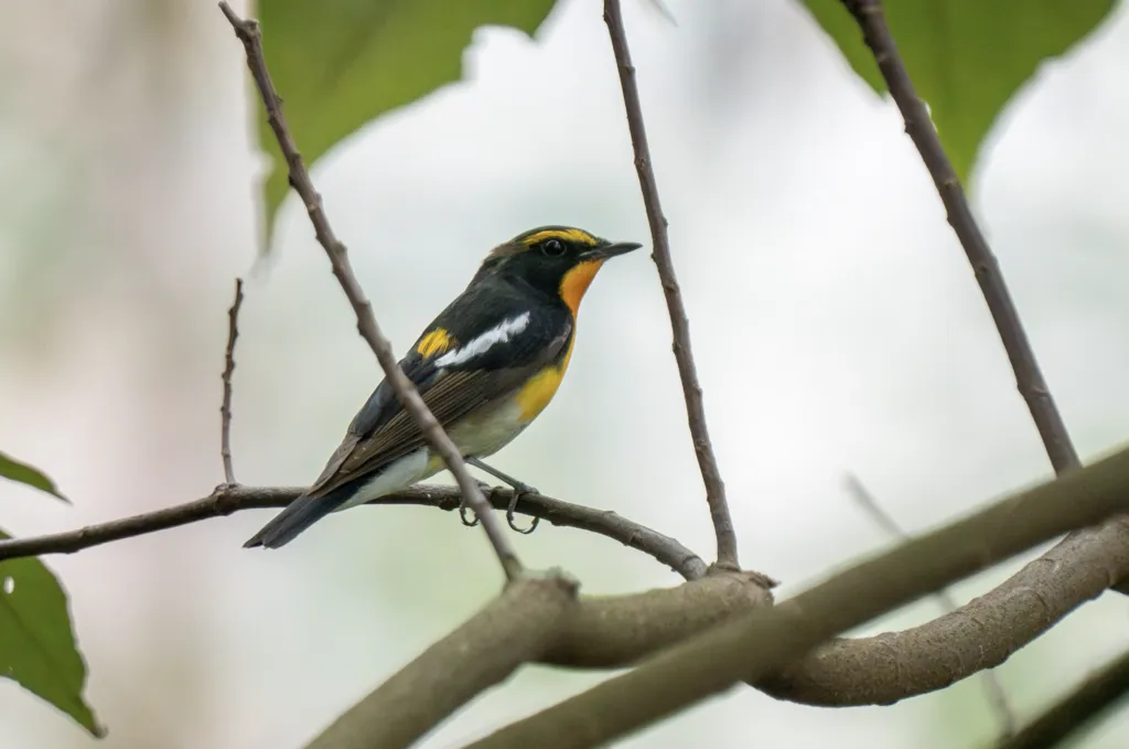 黄眉姬鹟(Ficedula narcissina)