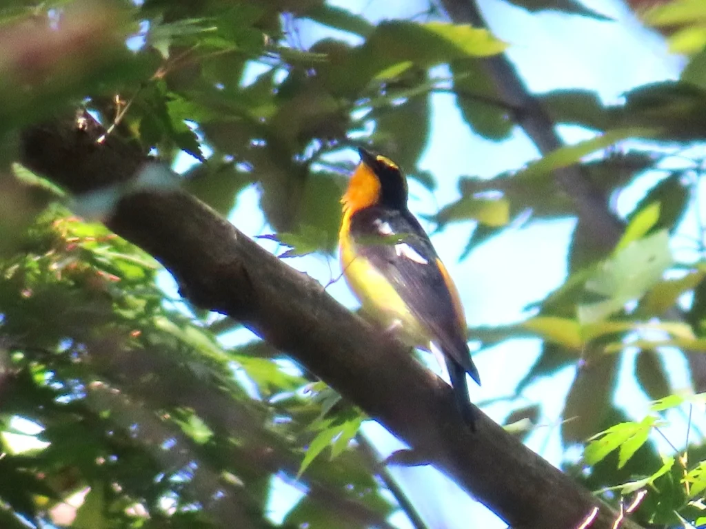 黄眉姬鹟(Ficedula narcissina)