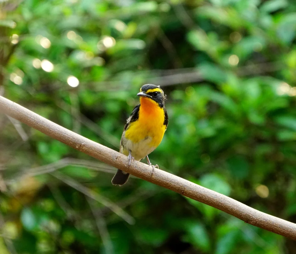 黄眉姬鹟(Ficedula narcissina)