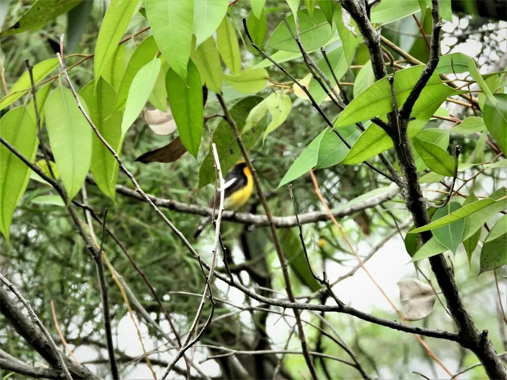 黄眉姬鹟(Ficedula narcissina)