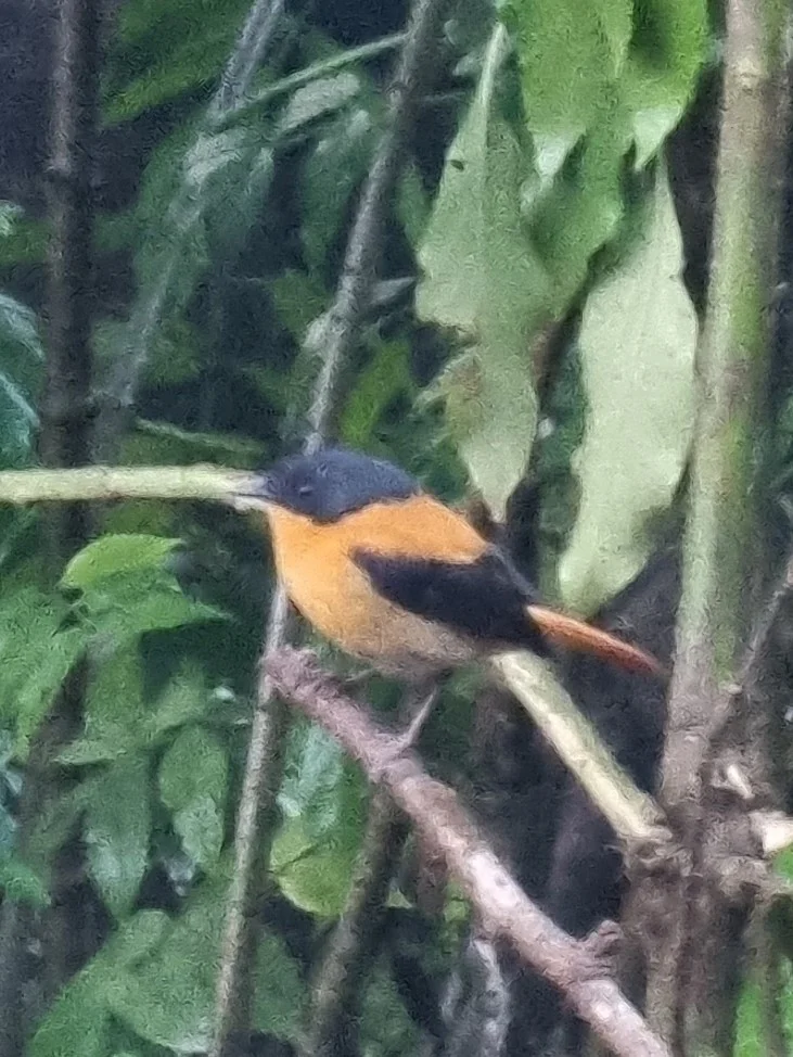黑棕姬鹟(Ficedula nigrorufa)