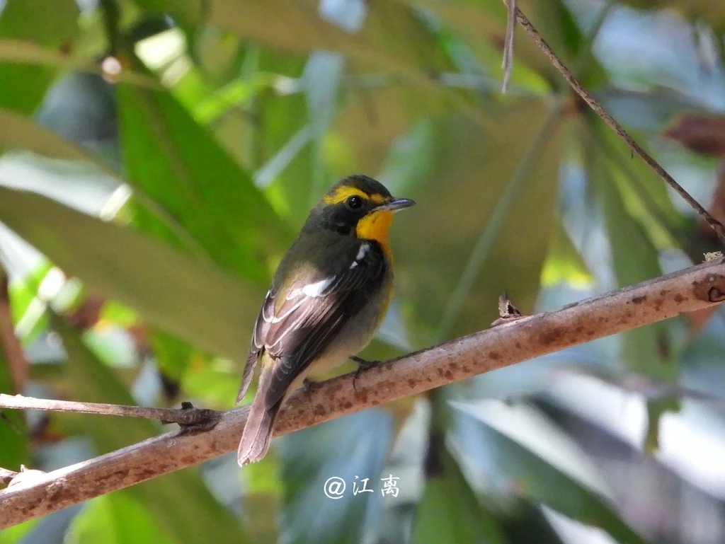 琉球姬鹟（Ficedula owstoni）