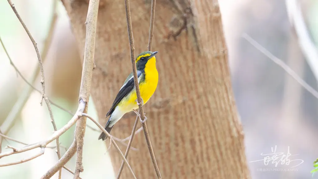 琉球姬鹟（Ficedula owstoni）