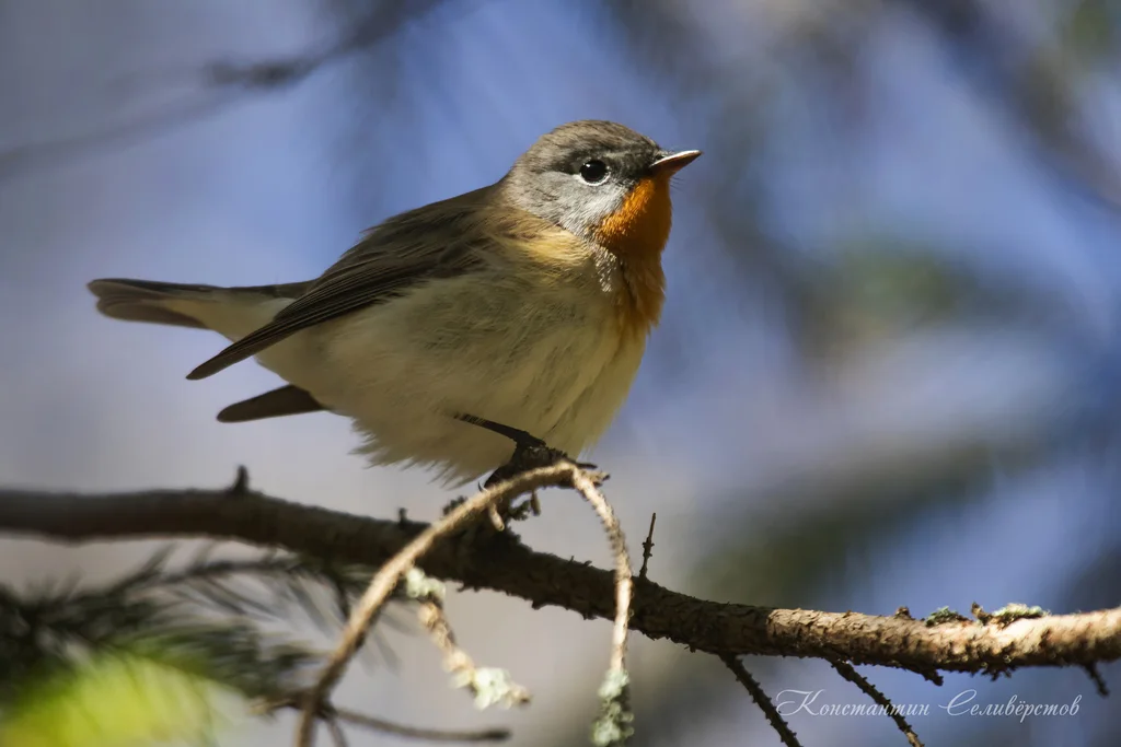 红胸姬鹟(Ficedula parva)
