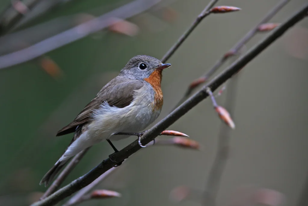 红胸姬鹟(Ficedula parva)