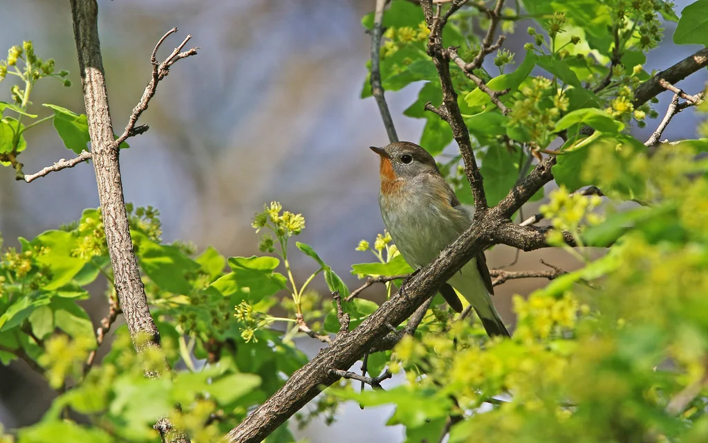 红胸姬鹟(Ficedula parva)
